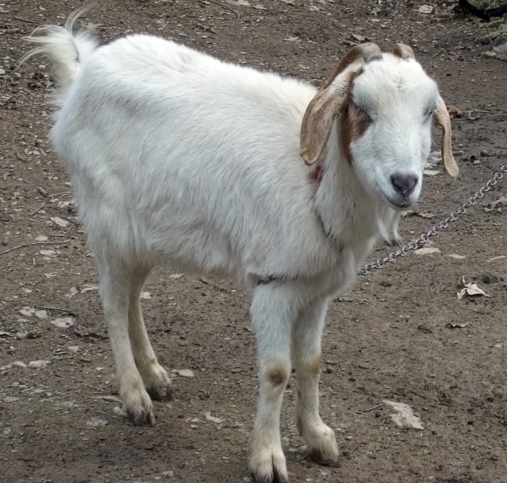 New goat (photos) Wormy? What's the best wormer? Also, breed guesses